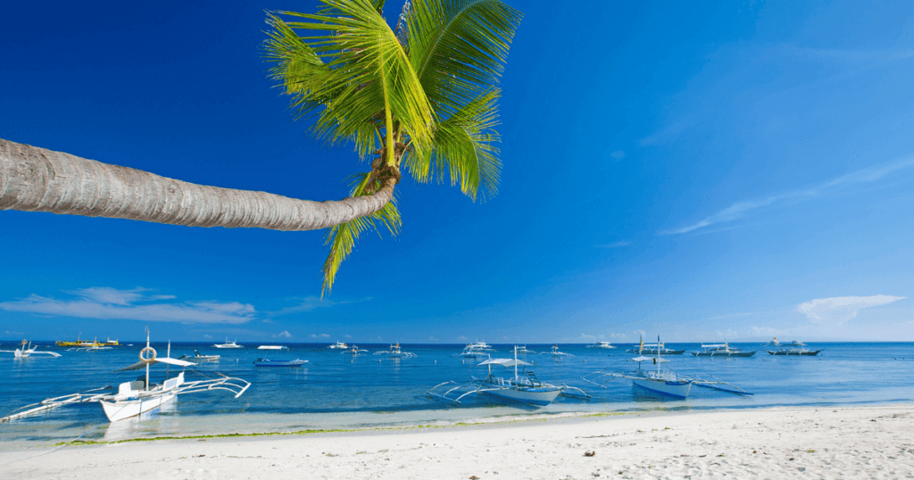 view of the beach with coconut tree