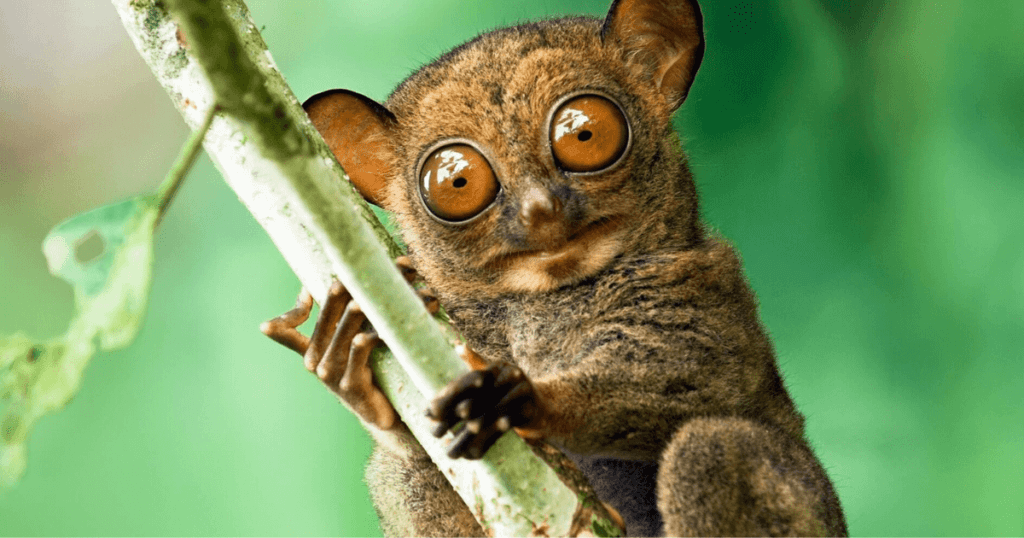 tarsiers in bohol