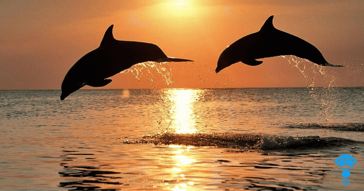 jumping dolphins in open sea