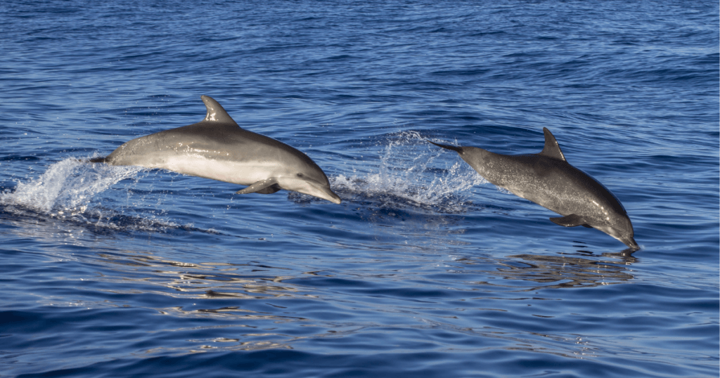 jumping dolphines
