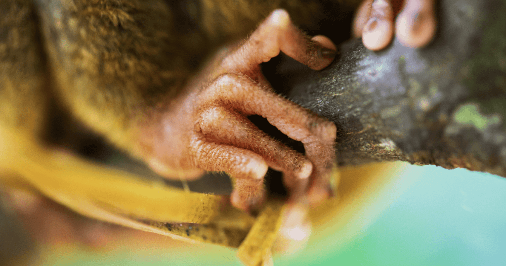 tarsiers feet