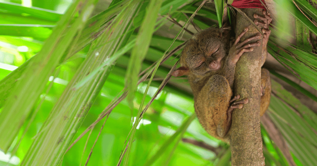 bohol tarsier sleeping