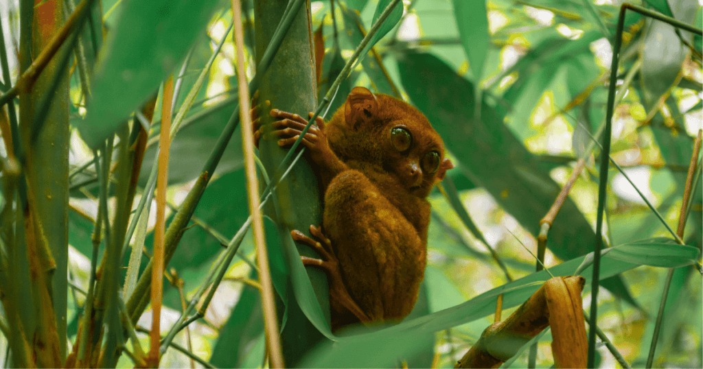 bohol tarsier in bamboo
