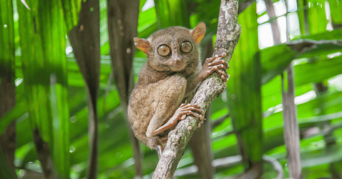 Bohol's Wildlife Wonders: A Close Encounter with Tarsiers