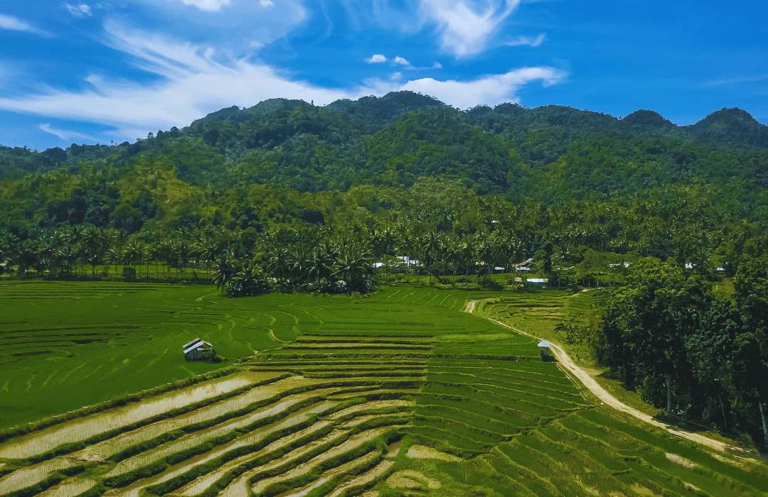 Mini Rice Terraces, Anda, Bohol