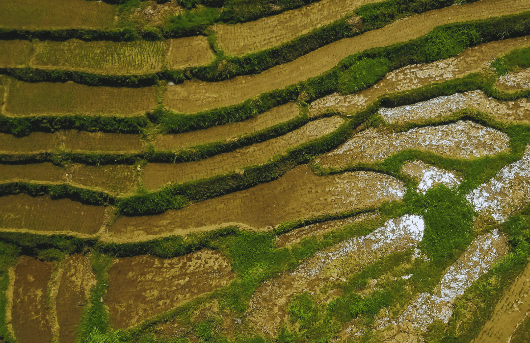 Rice Terraces, Anda, Bohol